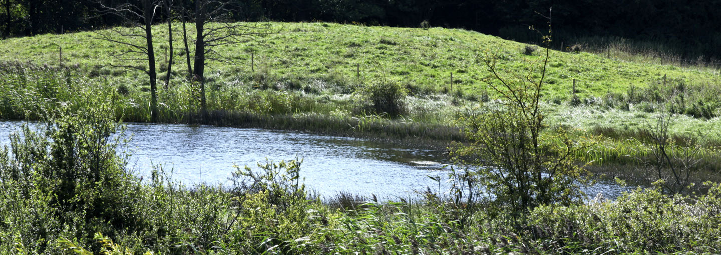 Brak langs vandløb og søer kan spare omkostninger til efterafgrøder