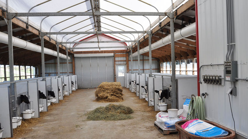 Det specialdesignede overtryksventilationsanlæg sikrer, at der bliver sendt frisk luft ned i hver eneste kalveboks i stalden. Ventilationen ses som et hvidt rør i hver side af loftet. 