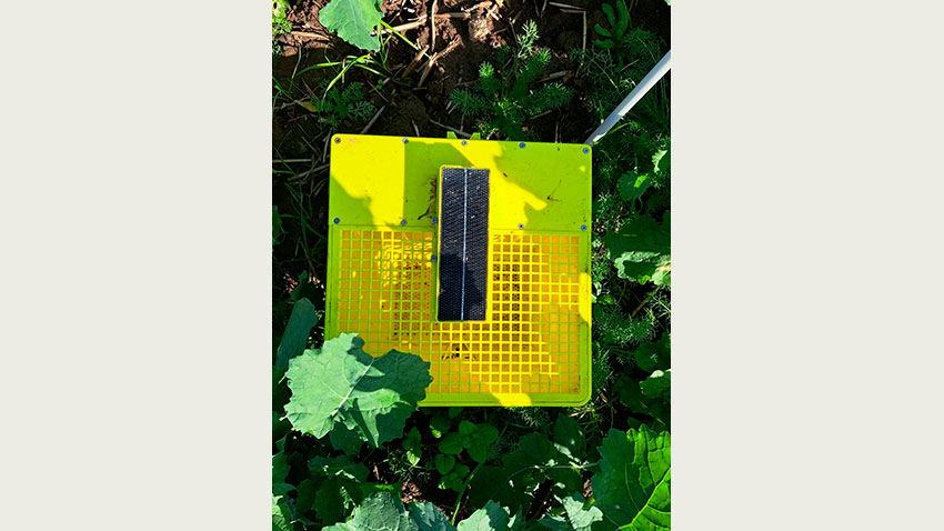 Magic Trap fælde fra Bayer