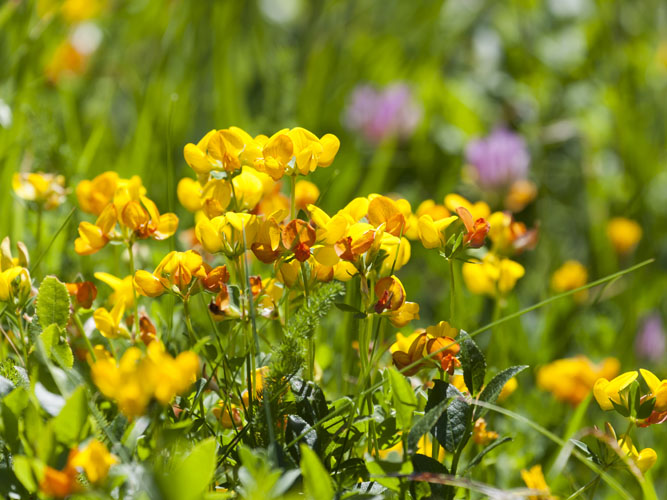 Almindelig kællingetand i marken