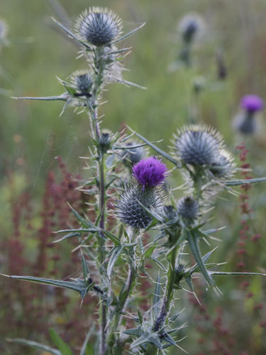 Horsetidsel i marken