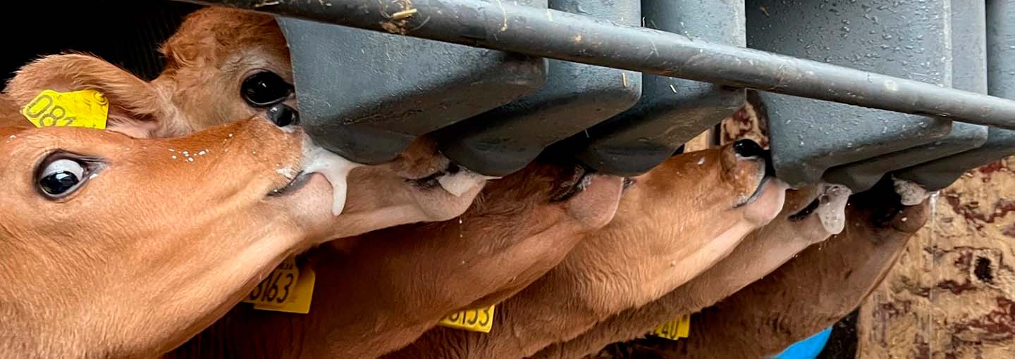Kalve sutter på mælkebar - Hero
