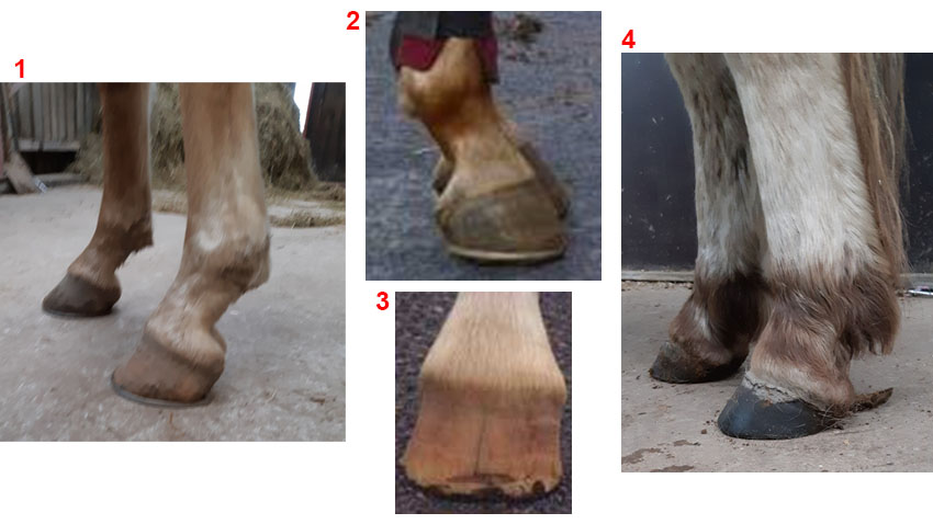 Billeder af forskellige hovkvaliteter hos heste