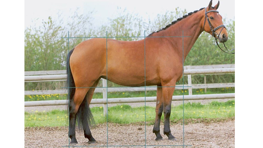 Tredeling af hesten i forhold til vurdering af balance og harmoni