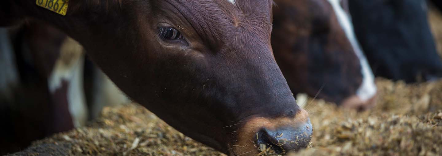 Nærbiilede af køer