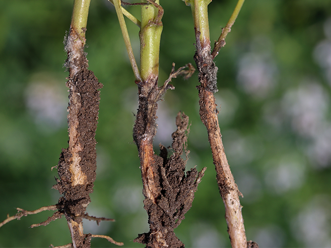 Gråskimmel i lupin. Angreb af gråskimmel ved stængelbasis får planterne til at visne. Svampebelægningen ved angreb af gråskimmel er gråsort. Fotograferet 29. juni 2022. Fotograf Ghita Cordsen Nielsen, SEGES.