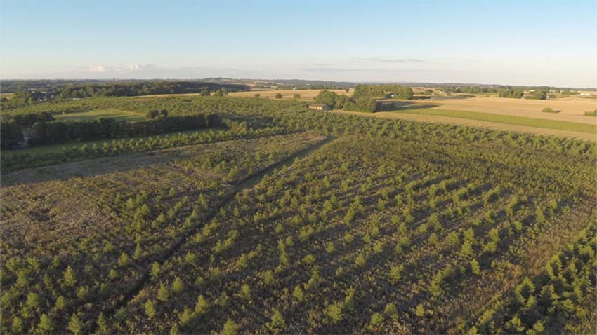 Skovrejsning kan ved tilladelse anvendes i BNBO områder