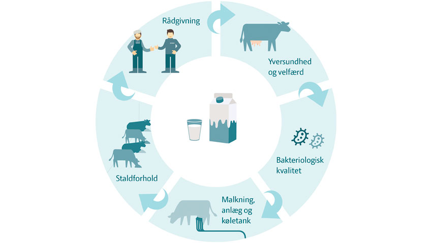 SEGES Rådgivning om mælkekvalitet arbejder hele vejen rundt om produktionscyklussen