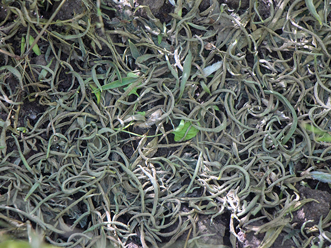 Kløverskimmel i smalbladet lupin. Nærbillede af kraftig bladfald. Fotograf Ghita Cordsen Nielsen, SEGES.