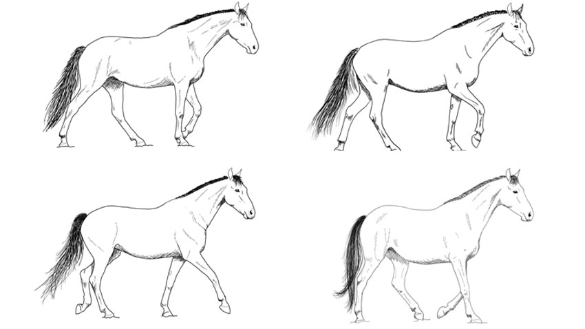 Skridtbevægelsen hos heste skal være firetaktet.