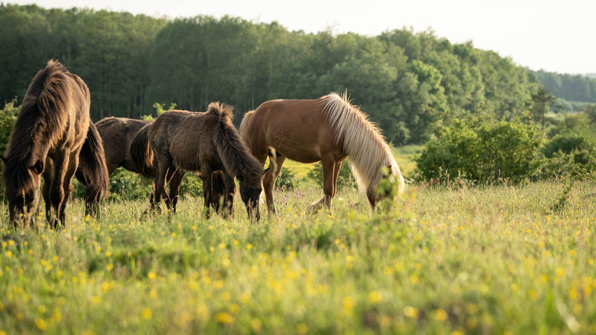 Islandske heste som græsser ved Tingvad Kær nær Aarhus