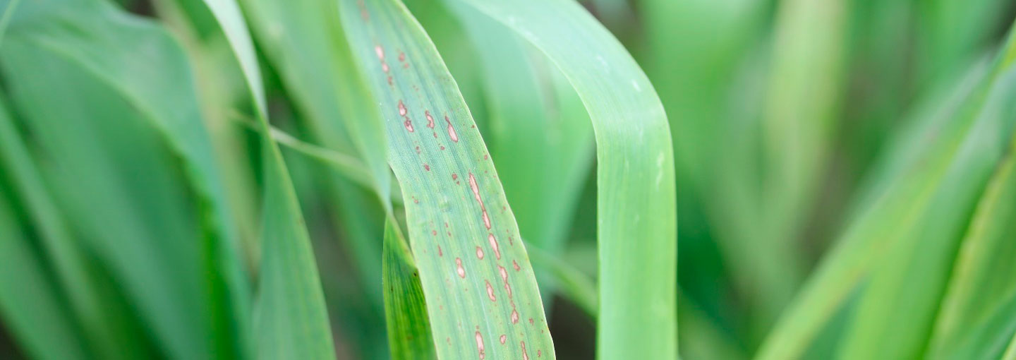 Manganmangel i vårbyg