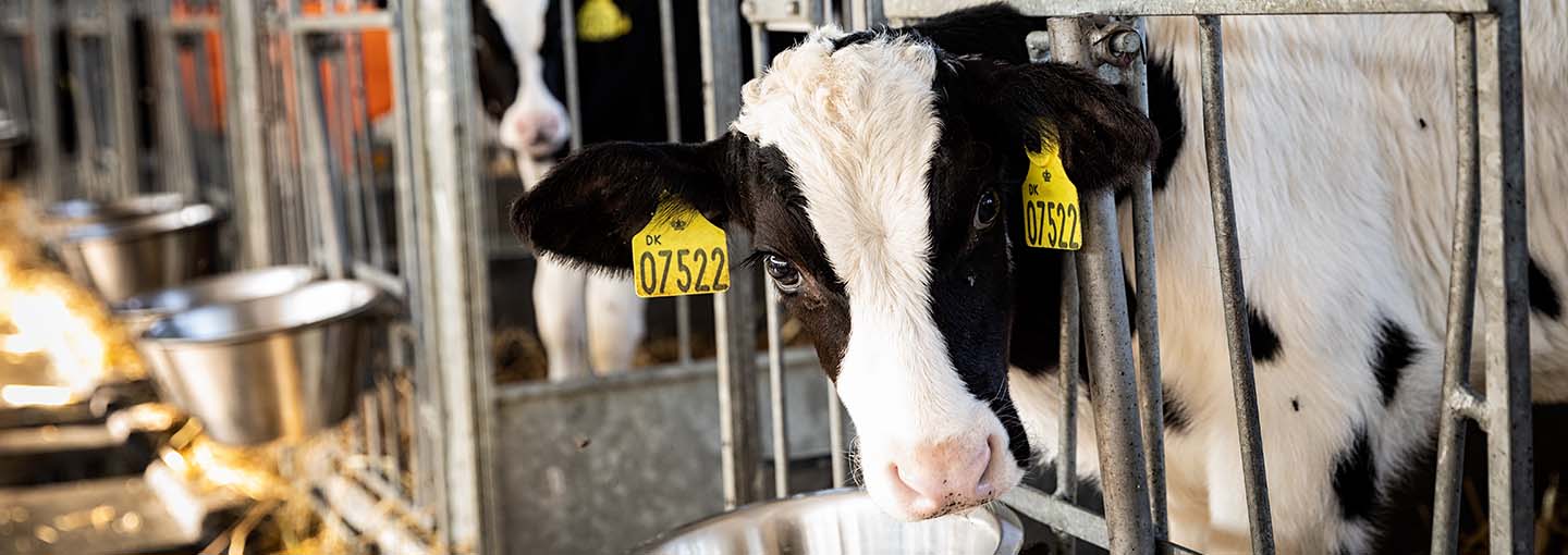 hero_kalve_uden_symptomer_smitter_lungebetændelse