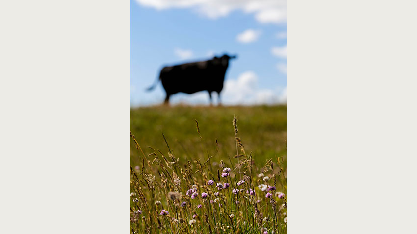 Vilde blomster med ko i baggrunden