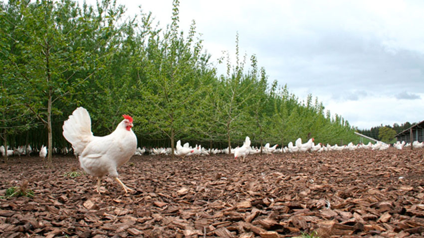 Månsson A/S har i øjeblikket 111.000 høner fordelt på 4 huse, og dyrker hovedsageligt grøntsager. Månsson A/S er den største producent af økologiske æg i Danmark
