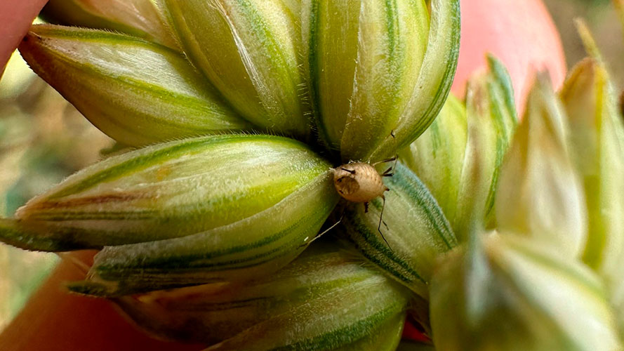 Bladlus på hvedeaks parasiteret af snyltehvepse