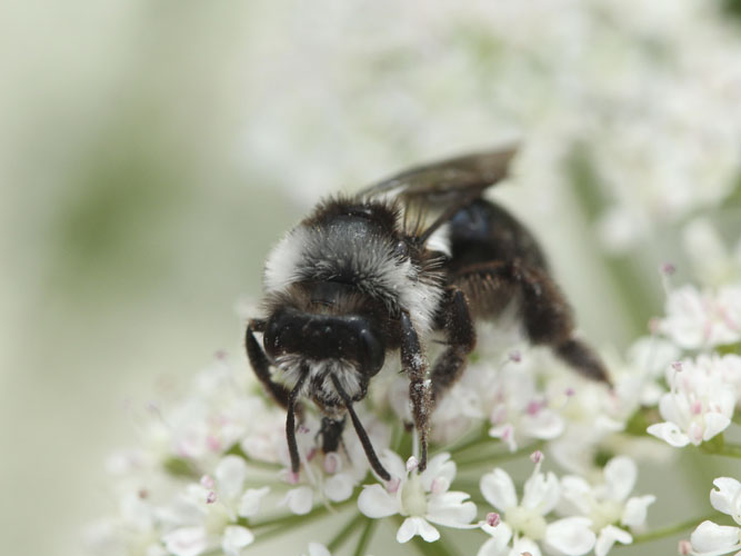Sorthvid jordbi er nem at kende på sine grå hår. Bien bygger gerne rede i udyrkede arealer, og kan findes i bl.a. markveje, markskel, på overdrev og andre permanente arealer. Sorthvid jordbi er en af de arter af vilde bier, som man hjælper ved at lade blomsterne blomstre. 