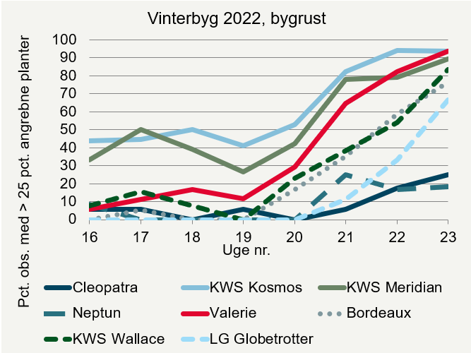 Udviklingen af bygrust i forskellige vinterbygsorter i registreringsnettet 2022. 