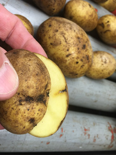 Eksempler på kartofler med ormegange. Foto Lars Møller, SEGES.