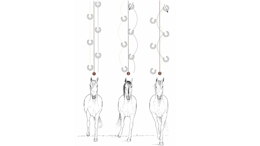 Hesten bevægelse er vigtig for hestens holdbarhed