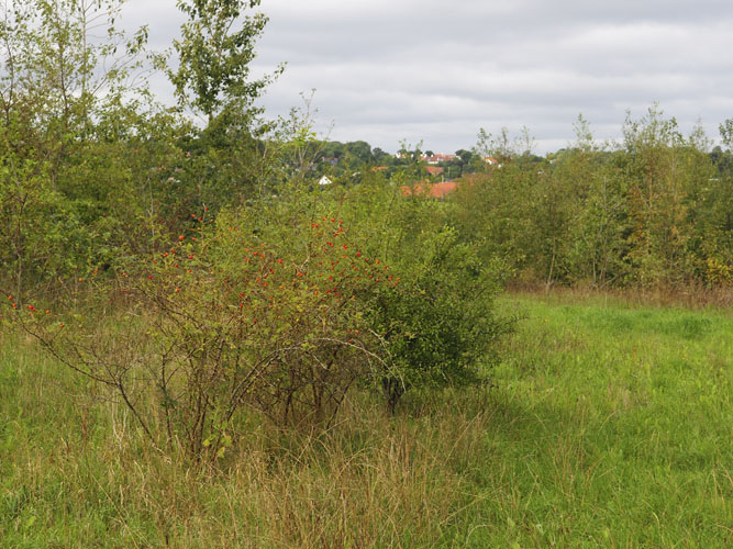 I remiser er der frihed til at plante i en mere naturlig og varieret struktur. Sørg for en god blanding af træer og buske, og plant dem gerne i spredte partier, så der også opstår lysåbne pletter. Har man tålmodighed, kan man også lade remisen opstå af sig selv, det er i virkeligheden både det mest bi-venlige og det nemmeste. 