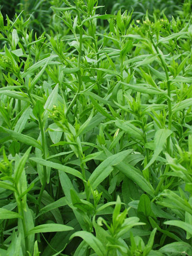 Dodder er en nicheafgrøde, hvoraf der kan produceres en meget fin olie