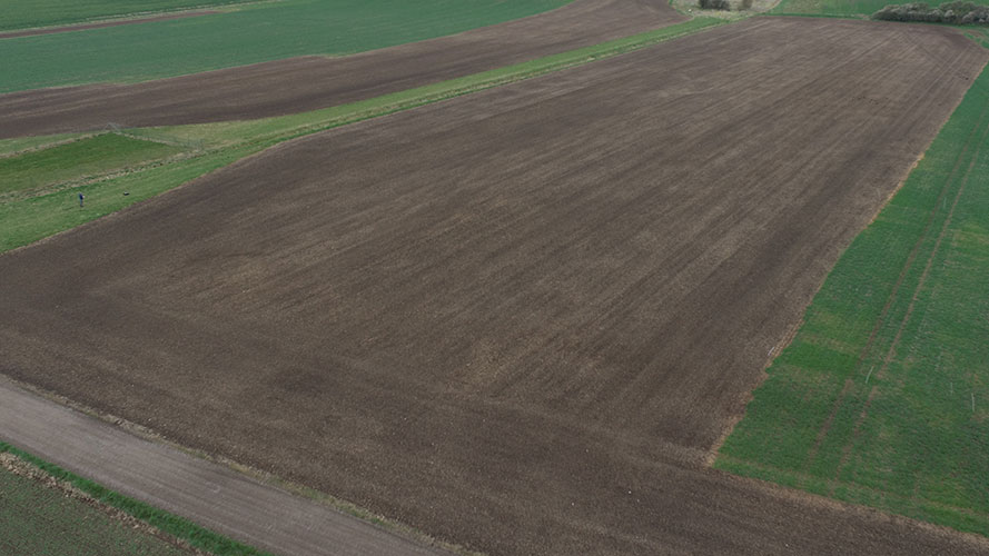 Nedvisning og omsåning af større område med agerrævehale. 