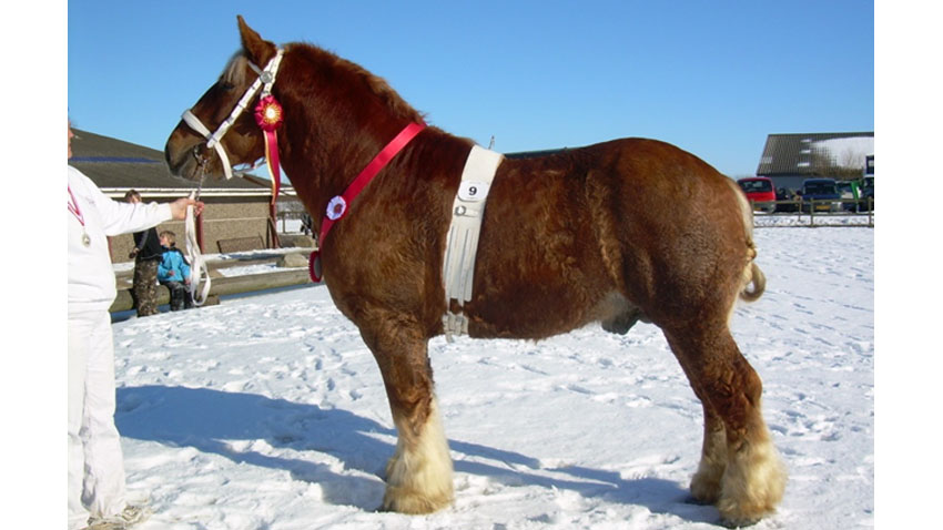 Jydsk hingst med særdeles god dybde som det ønskes hos trækhestene