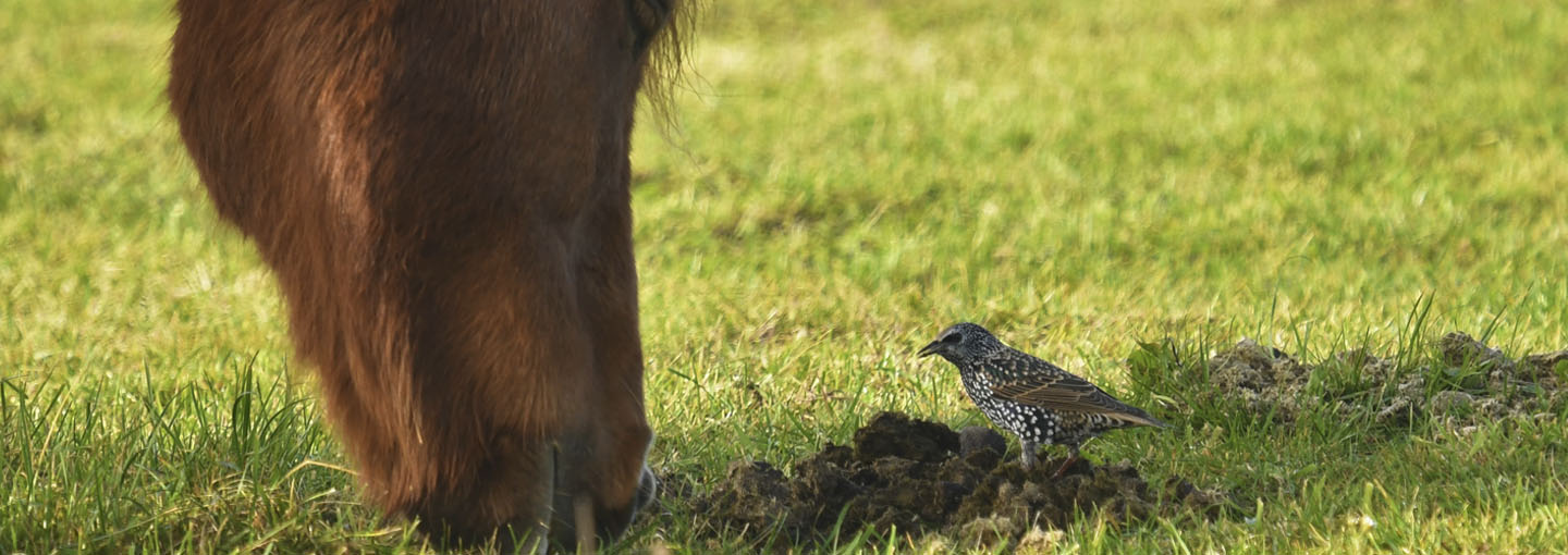 Græssende hest og fugl på mark