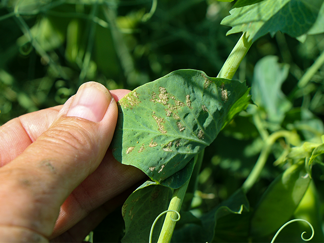 Ærteskimmel. Samme blad som på foto 8. På bagsiden af de lyse pletter ses den gråviolette skimmelbelægning.