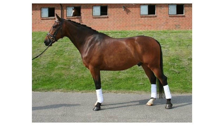 Hest med velansat middellang hals, men lidt kort nakke.