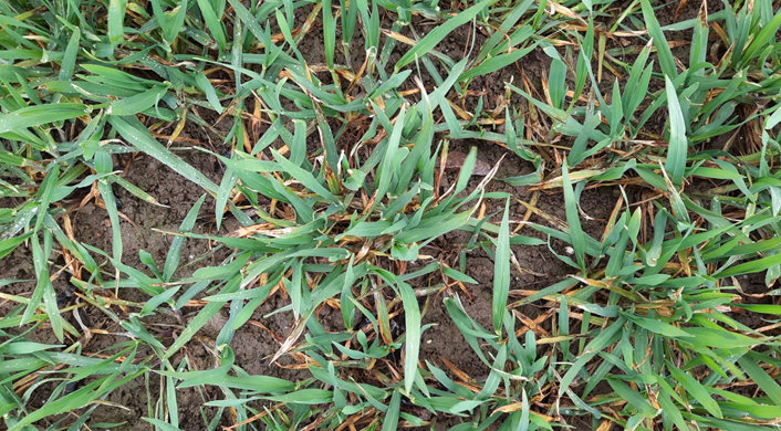 Vinterbygmark med Jettoo ved Odder med reder med meget skoldplet. Fotograferet 14. april 2021 af Kasper Holm Kristensen, Velas.