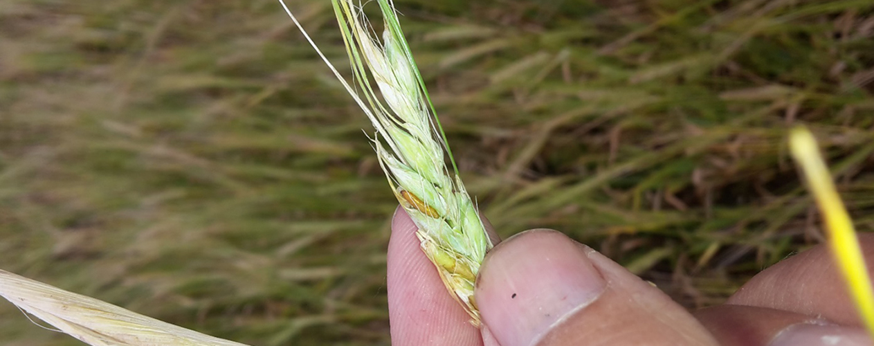 Bygfluepuppe i vårbyg