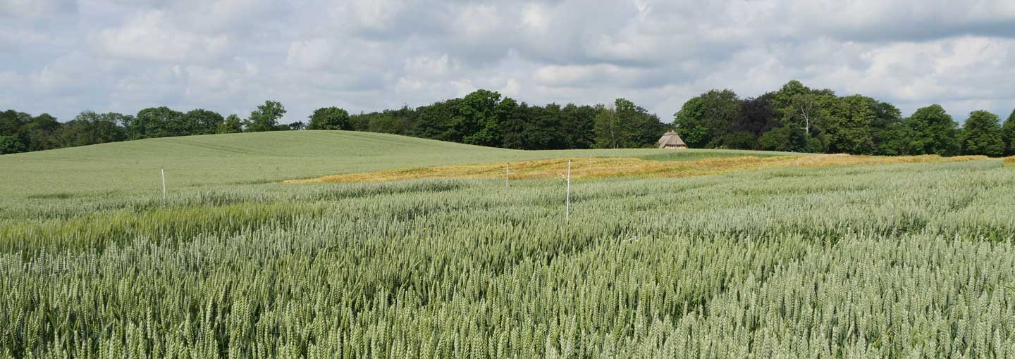 Økologiske landsforsøg