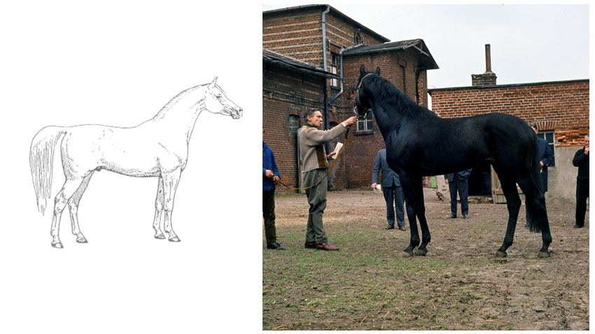 Raceheste der udviser elegance og betydelighed i kropsform