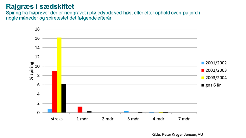 Figur 4. Test af spireevne af rajgræsfrø, som er nedgravet i pløjedybde ved høst eller efter ophold oven på jord i nogle måneder og spiretestet det følgende efterår. Kilde: Peter Kryger Jensen, Aarhus Universitet.