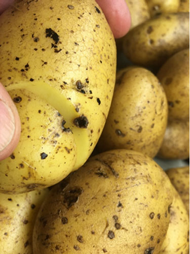 Eksempler på kartofler med Drycore. Foto Lars Møller, SEGES.