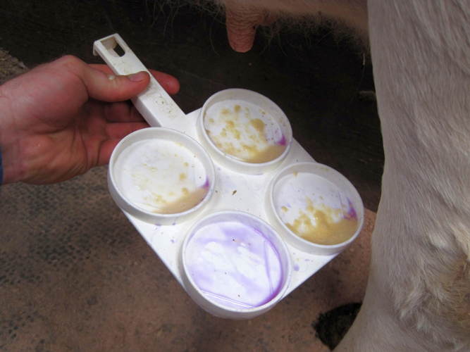 Yverbetændelse i besætninger smittet med Mycoplasma bovis