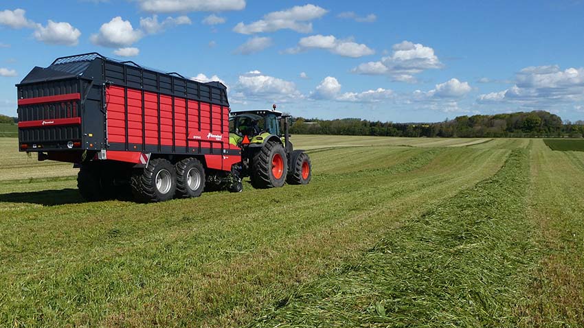 Kløvergræsset opsamles med snittevogn fra skår