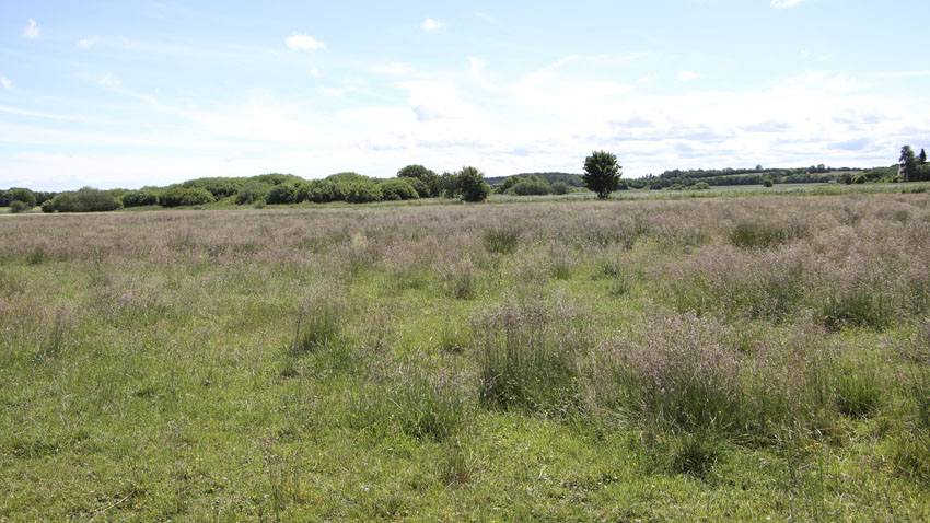 Vue udover lavbundsområde Selkær enge
