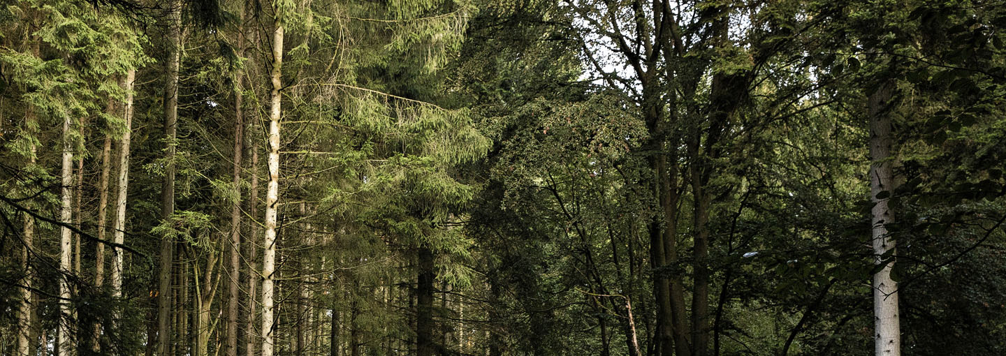 Tilskud til at etablere ny skov på landbrugsjord