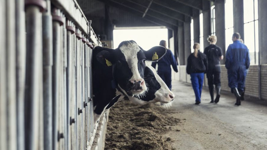 Når halvdelen af grovfoderet bliver skiftet ud med råvaremix og halm, falder restbeløbet med 11-17 kr. for Holstein og 5 kr. for Jersey
