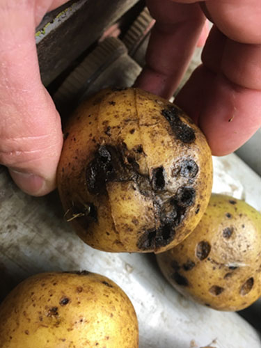 Eksempler på kartofler med ormegange. Foto Lars Møller, SEGES.