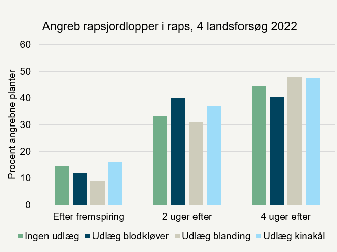 Angreb af rapsjordlopper i rapsen, procent angrebne planter.