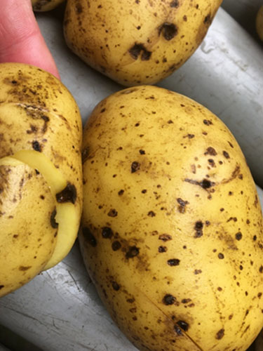 Eksempler på kartofler med Drycore. Foto Lars Møller, SEGES.