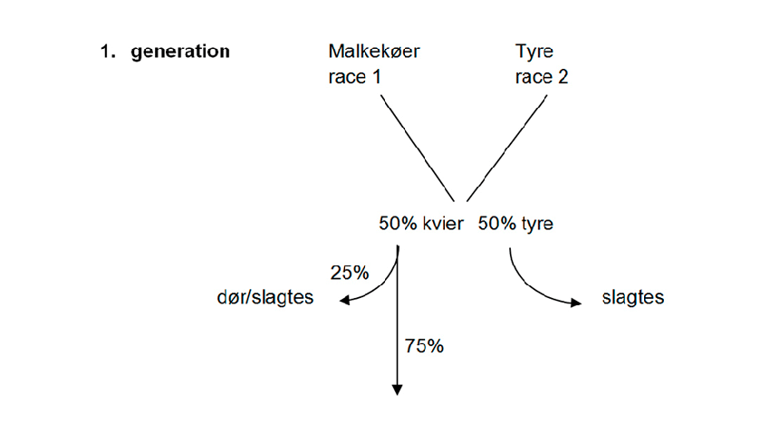Illustration af rotationskrydsning