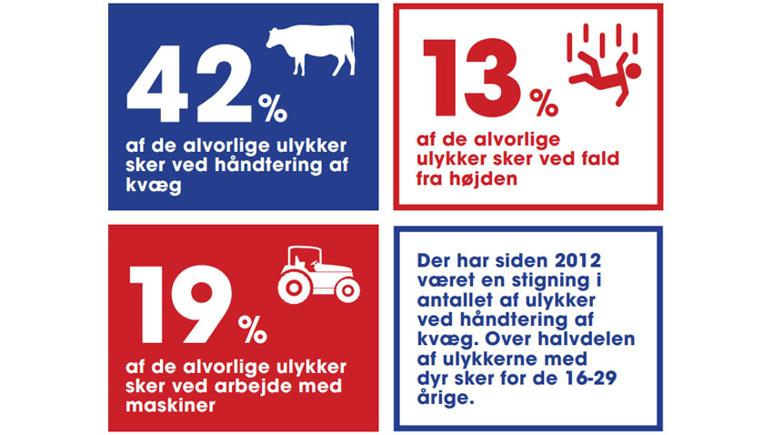 Ulykker der typisk sker ved arbejde med kvæg