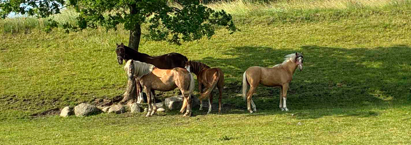 Heste i skygge under et stort træ