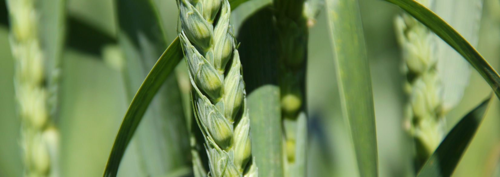 Hold dig opdateret om den seneste landbrugsfaglige viden om planteproduktion