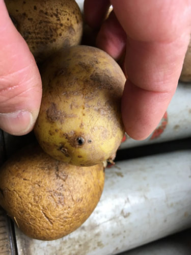 Eksempler på kartofler med Drycore. Foto Lars Møller, SEGES.